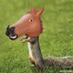 Squirrel Feeder - Horse Head