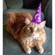 Inflatable - Wizard Hat For Cats
