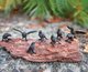 Itty Bitty Crows (12)